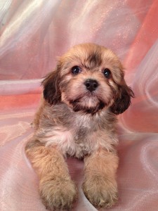 Male Dark tan cavachon puppy for sale #6|Most cavachon Puppies for sale by Maryland Cavachon Breeders will be more than Purebredpups